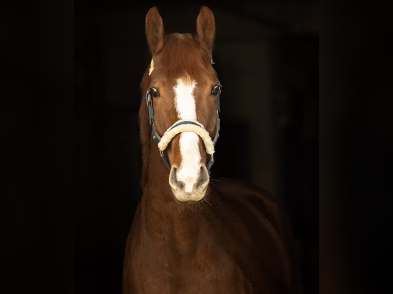 Oldenburgo Caballo castrado 6 años 170 cm Alazán in Gronau (Westfalen)
