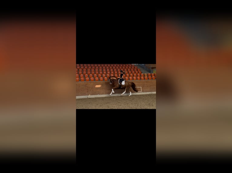 Oldenburgo Caballo castrado 6 años 170 cm Alazán in Großefehn Ostgroßefehn
