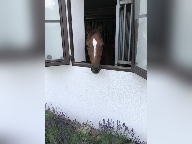 Oldenburgo Caballo castrado 6 años 170 cm Alazán-tostado in Pfaffenhofen