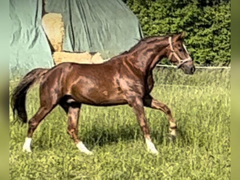 Oldenburgo Caballo castrado 6 años 170 cm Alazán-tostado in Pfaffenhofen