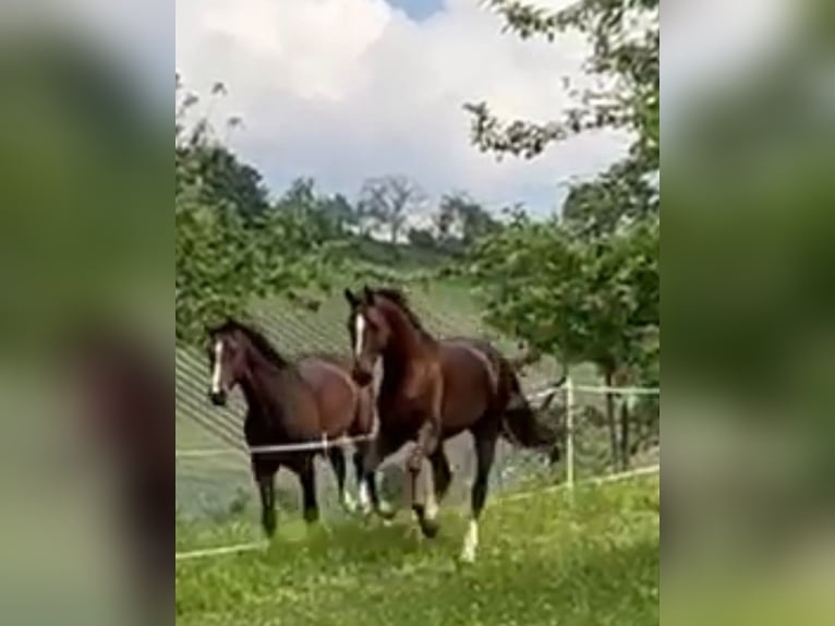 Oldenburgo Caballo castrado 6 años 170 cm Alazán-tostado in Pfaffenhofen