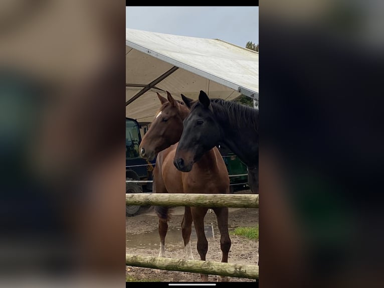 Oldenburgo Caballo castrado 6 años 170 cm Alazán-tostado in Neulußheim