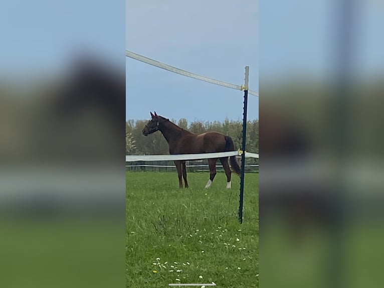 Oldenburgo Caballo castrado 6 años 170 cm Alazán-tostado in Neulußheim