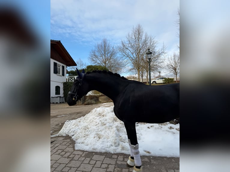 Oldenburgo Caballo castrado 6 años 170 cm in Haiger