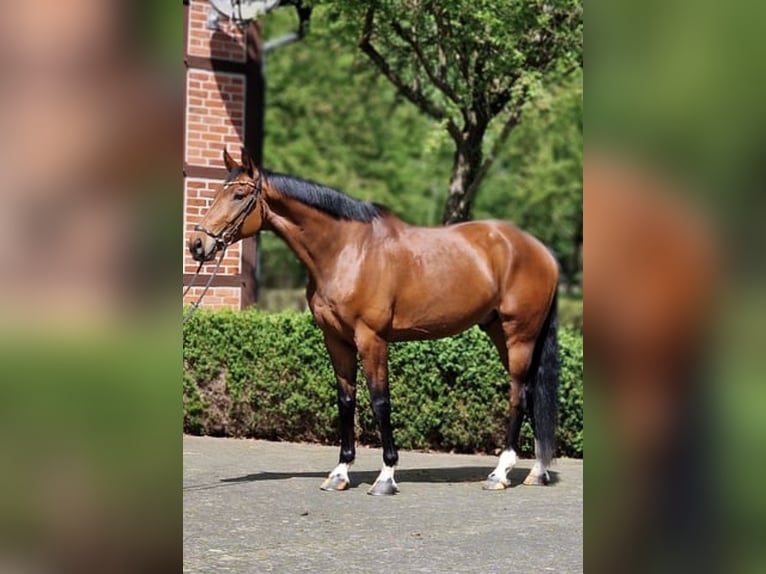Oldenburgo Caballo castrado 6 años 170 cm Castaño in Békésszentandrás