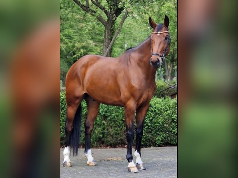 Oldenburgo Caballo castrado 6 años 170 cm Castaño in Békésszentandrás
