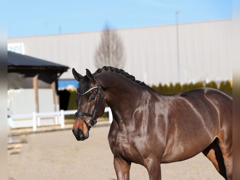 Oldenburgo Caballo castrado 6 años 170 cm Morcillo in Schwäbisch Hall