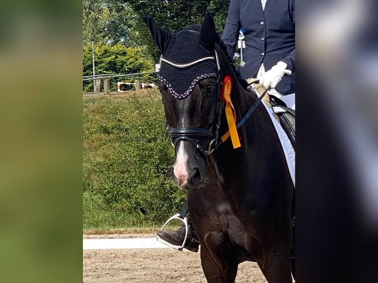 Oldenburgo Caballo castrado 6 años 170 cm Negro in Gladenbachdenbach