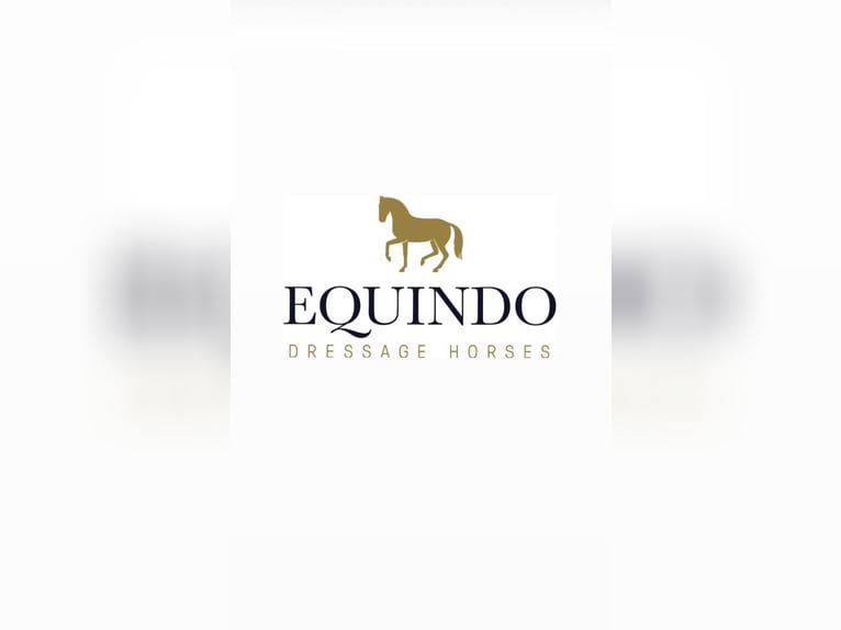 Oldenburgo Caballo castrado 6 años 170 cm Negro in Lienen