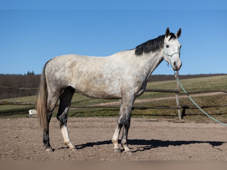 Oldenburgo Caballo castrado 6 años 170 cm Tordo rodado in Geisenheim