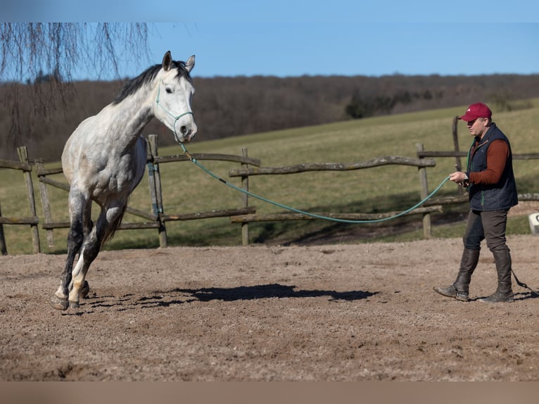 Oldenburgo Caballo castrado 6 años 170 cm Tordo rodado in Geisenheim