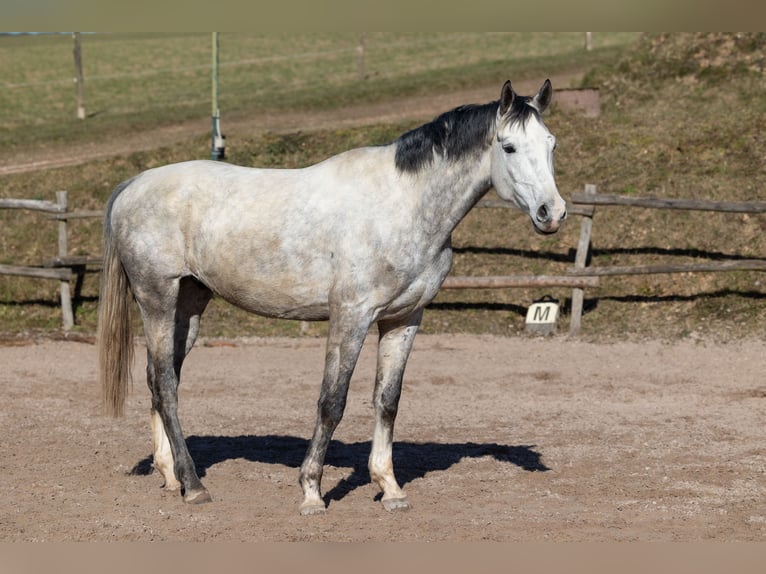 Oldenburgo Caballo castrado 6 años 170 cm Tordo rodado in Geisenheim