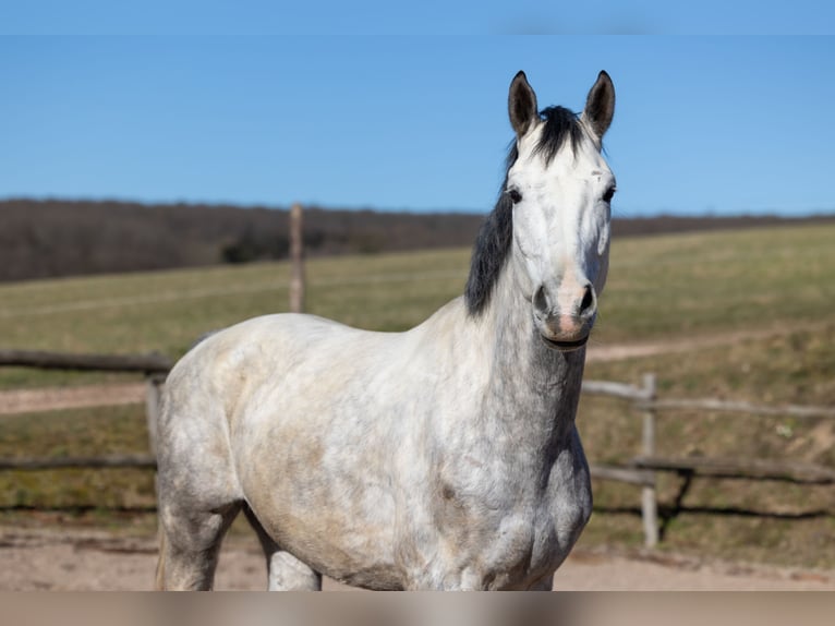 Oldenburgo Caballo castrado 6 años 170 cm Tordo rodado in Geisenheim