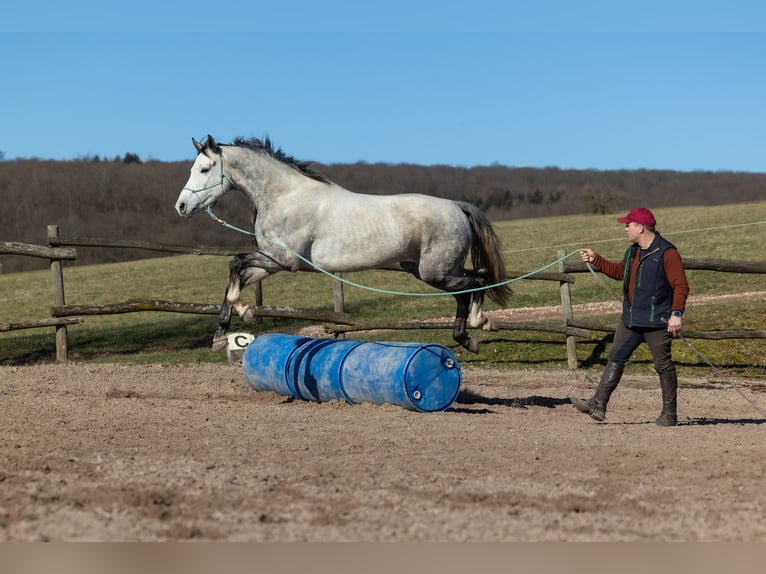 Oldenburgo Caballo castrado 6 años 170 cm Tordo rodado in Geisenheim