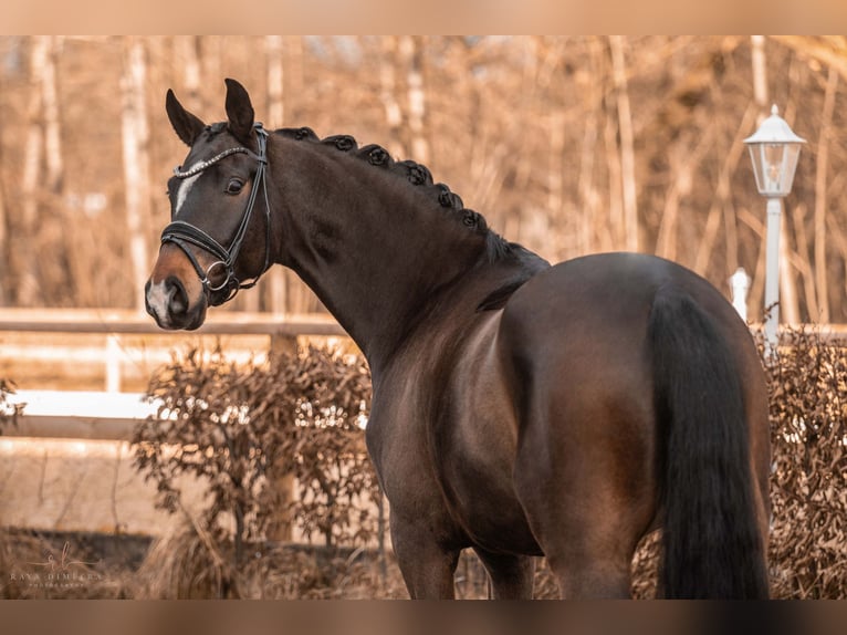 Oldenburgo Caballo castrado 6 años 171 cm in Wehringen