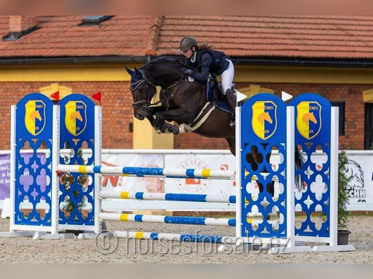 Oldenburgo Caballo castrado 6 años 171 cm Castaño in Prag