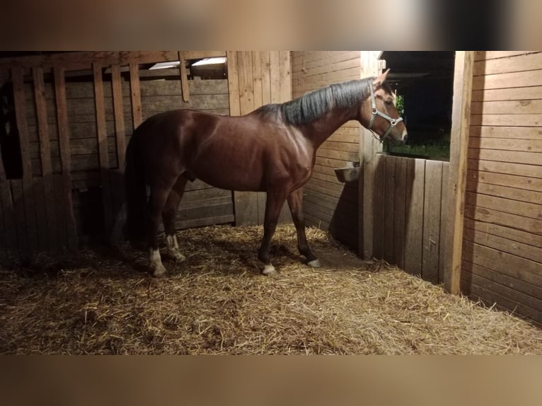 Oldenburgo Caballo castrado 6 años 171 cm Castaño oscuro in Oberwart