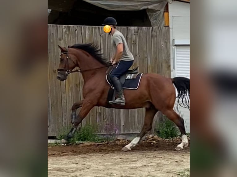 Oldenburgo Caballo castrado 6 años 171 cm Castaño oscuro in Oberwart
