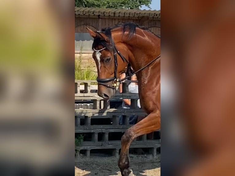Oldenburgo Caballo castrado 6 años 171 cm Castaño oscuro in Oberwart