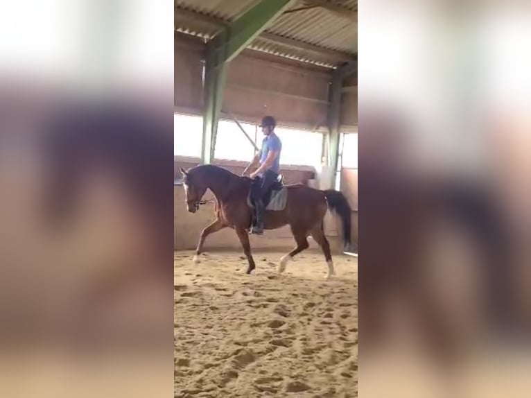 Oldenburgo Caballo castrado 6 años 171 cm Castaño oscuro in Oberwart