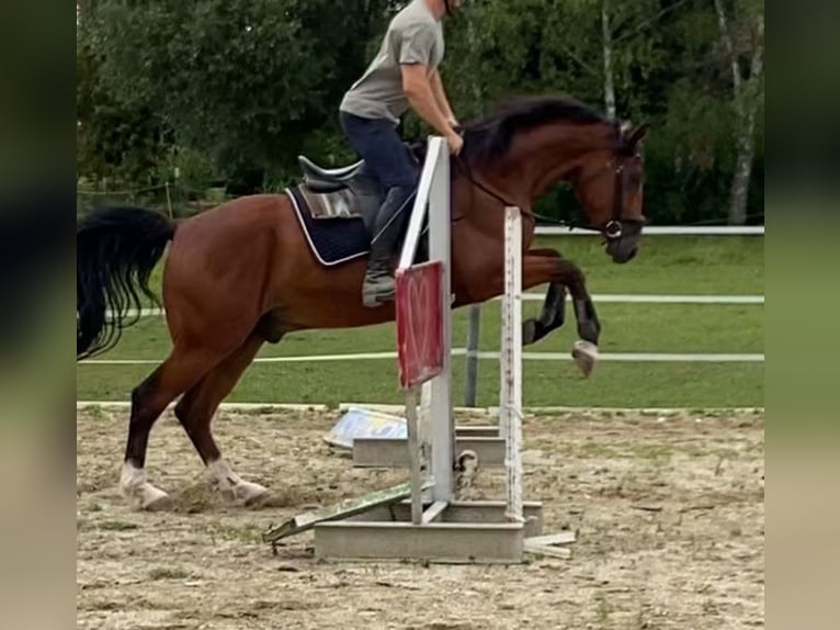 Oldenburgo Caballo castrado 6 años 171 cm Castaño oscuro in Oberwart