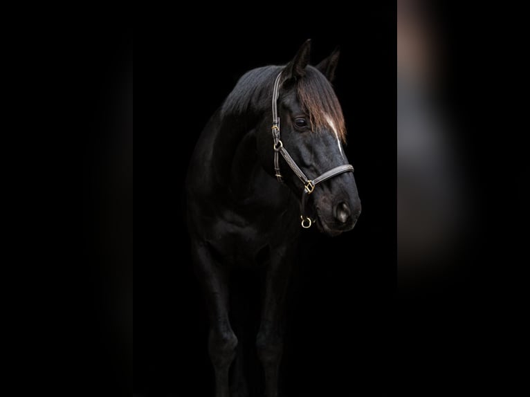 Oldenburgo Caballo castrado 6 años 171 cm Negro in Neu Duvenstedt