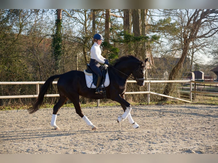 Oldenburgo Caballo castrado 6 años 171 cm Negro in Wedemark