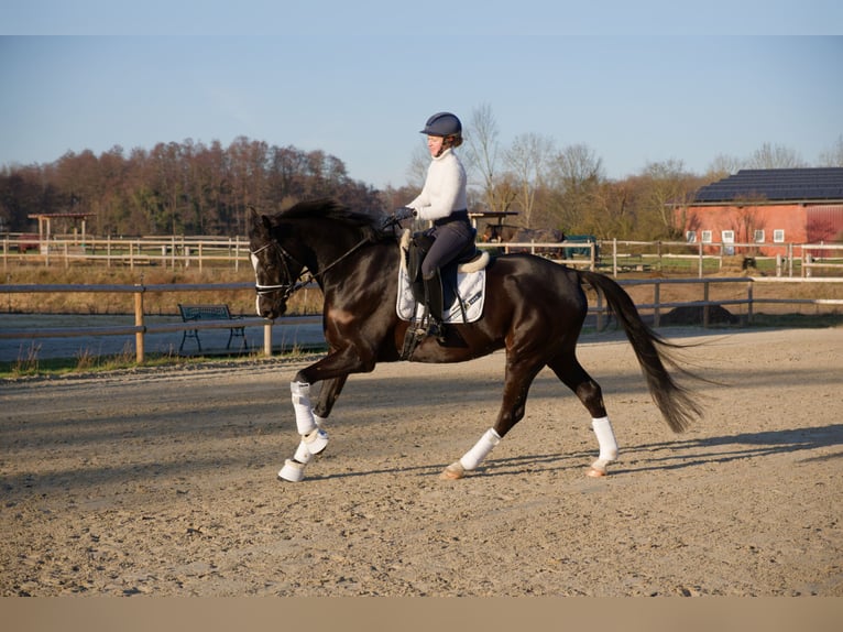 Oldenburgo Caballo castrado 6 años 171 cm Negro in Wedemark