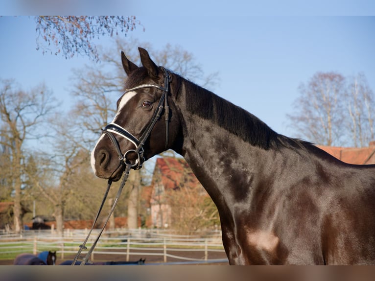 Oldenburgo Caballo castrado 6 años 171 cm Negro in Wedemark