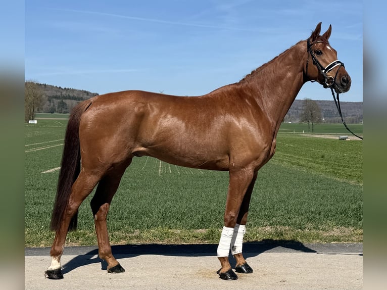 Oldenburgo Caballo castrado 6 años 172 cm Alazán in Riedlingen
