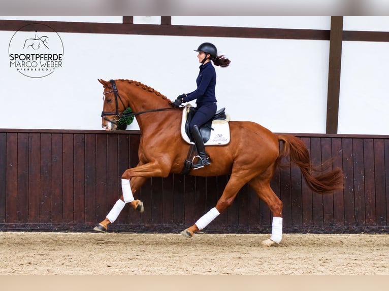 Oldenburgo Caballo castrado 6 años 172 cm Alazán-tostado in Löningen