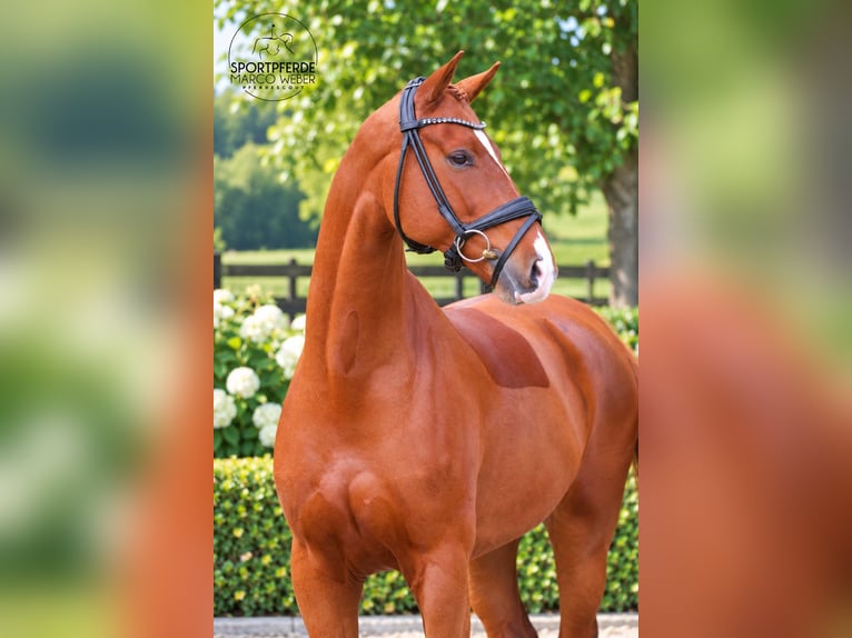 Oldenburgo Caballo castrado 6 años 172 cm Alazán-tostado in Löningen