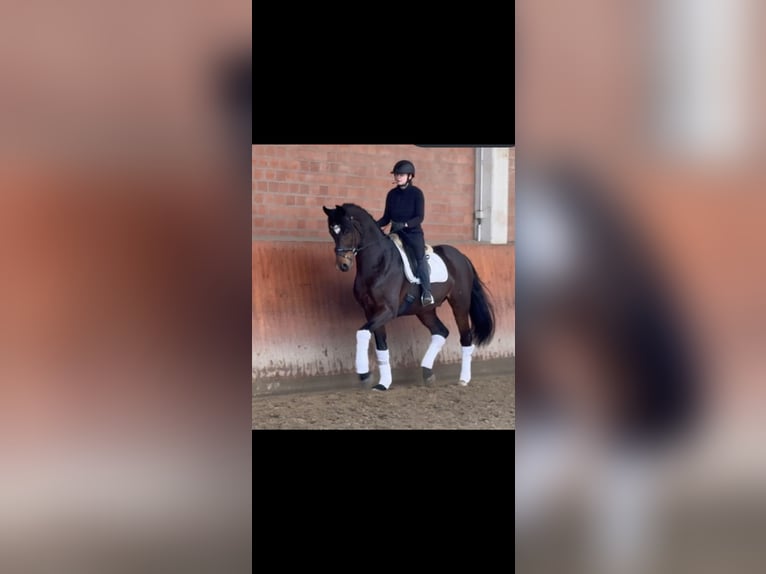Oldenburgo Caballo castrado 6 años 172 cm Castaño in Wentorf bei Hamburg