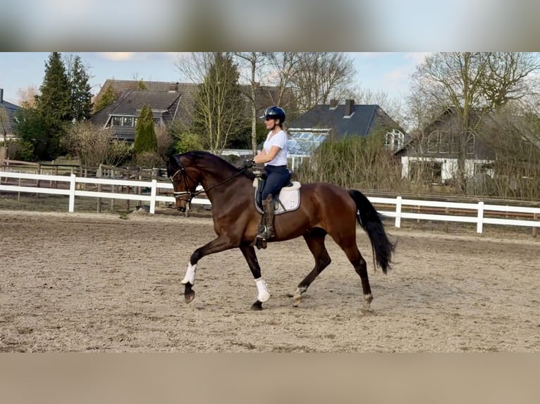 Oldenburgo Caballo castrado 6 años 172 cm Castaño in Lilienthal