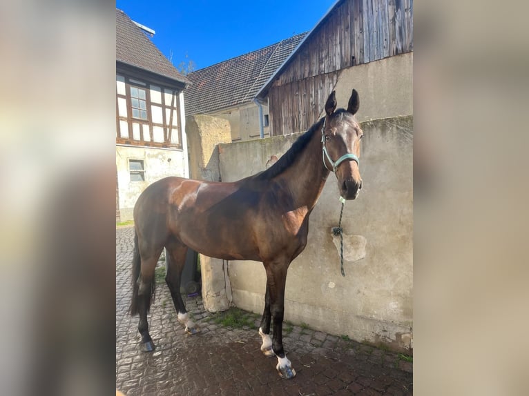 Oldenburgo Caballo castrado 6 años 173 cm Castaño in Meerane