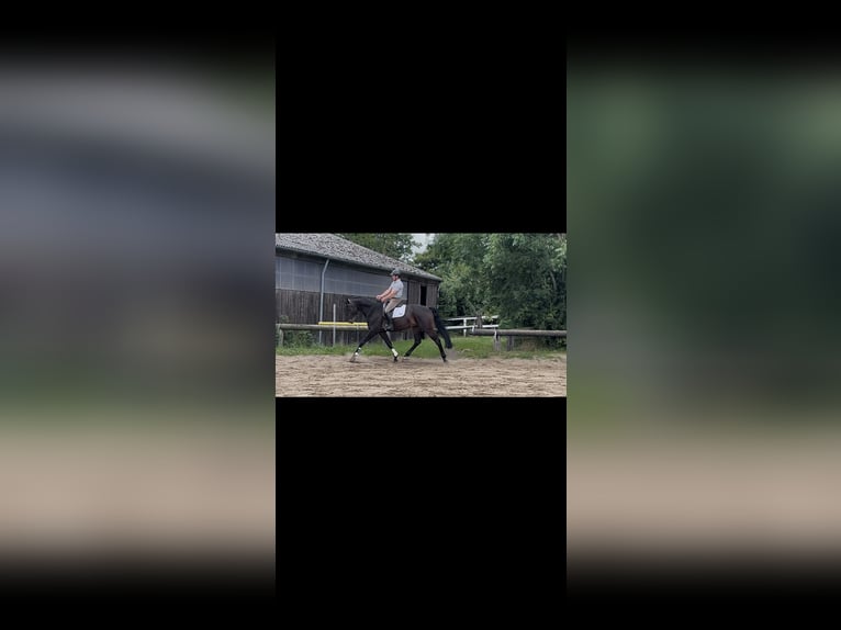 Oldenburgo Caballo castrado 6 años 173 cm Castaño oscuro in Heilshoop