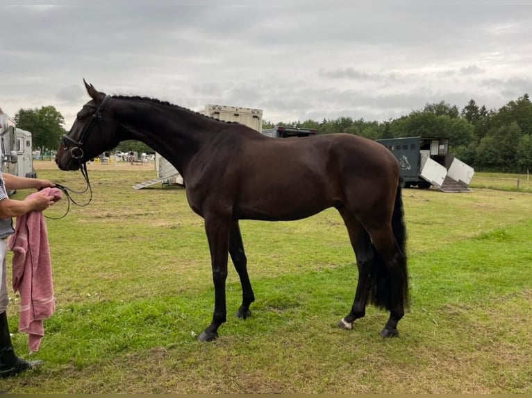 Oldenburgo Caballo castrado 6 años 173 cm Castaño oscuro in Heilshoop