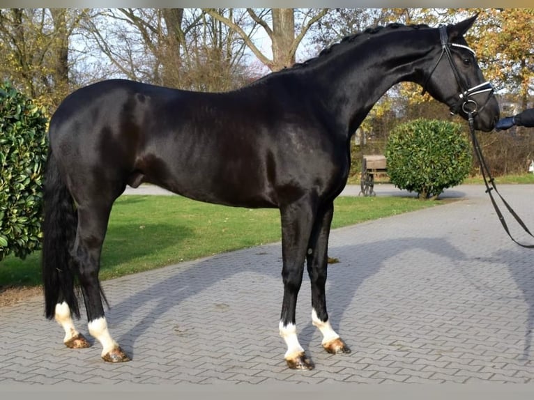 Oldenburgo Caballo castrado 6 años 173 cm Negro in Neuss