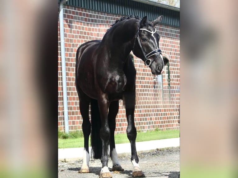 Oldenburgo Caballo castrado 6 años 173 cm Negro in Berne