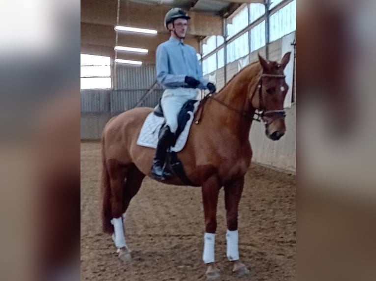 Oldenburgo Caballo castrado 6 años 174 cm Alazán in Gumtow