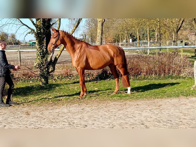 Oldenburgo Caballo castrado 6 años 174 cm Alazán in Gumtow