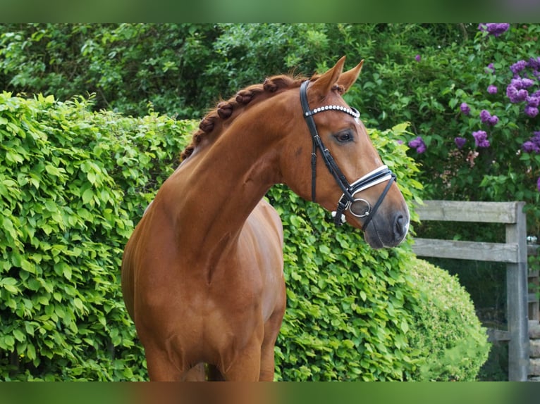 Oldenburgo Caballo castrado 6 años 174 cm Alazán in Gleichen