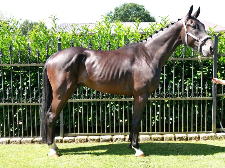 Oldenburgo Caballo castrado 6 años 174 cm in Dorsten