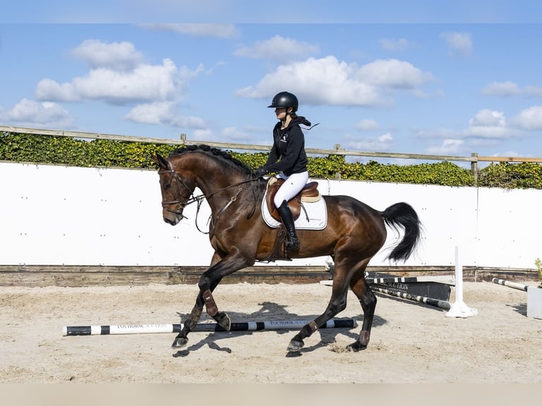 Oldenburgo Caballo castrado 6 años 174 cm  in Waddinxveen
