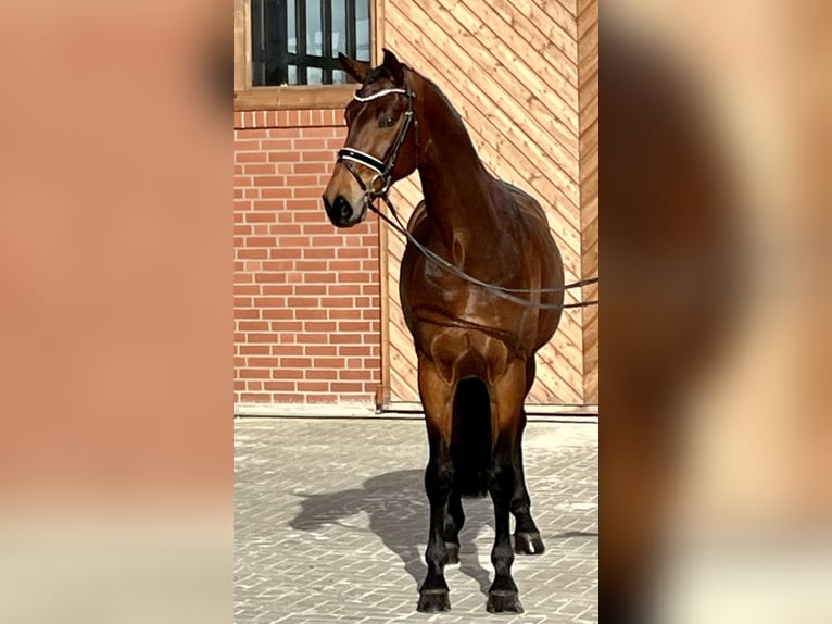 Oldenburgo Caballo castrado 6 años 174 cm Castaño in Barver