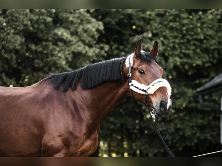 Oldenburgo Caballo castrado 6 años 174 cm Castaño in Ferlach