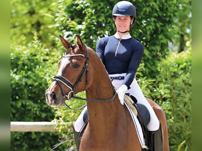 Oldenburgo Caballo castrado 6 años 174 cm Castaño in Vechta