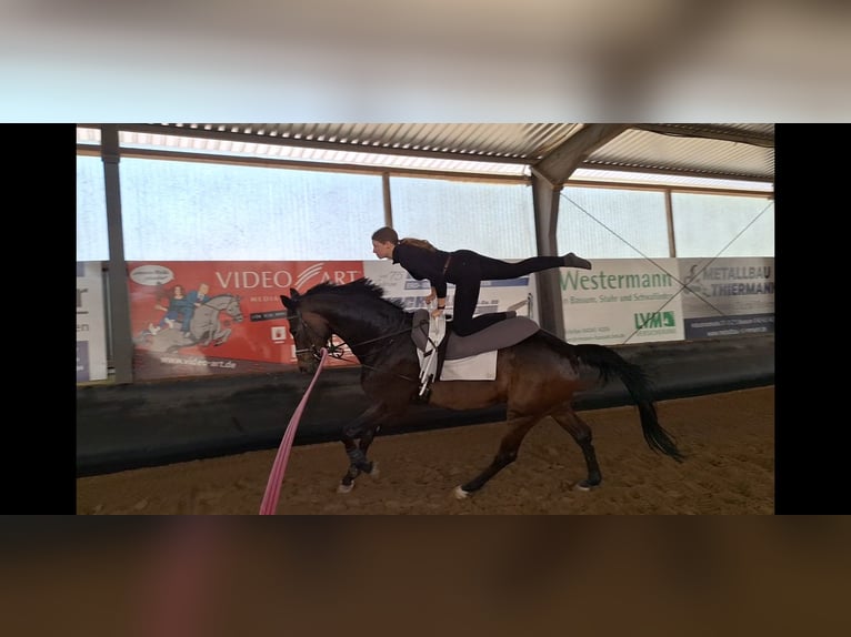 Oldenburgo Caballo castrado 6 años 174 cm Castaño oscuro in Bassum