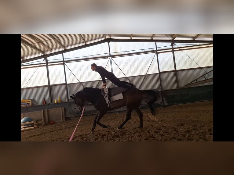 Oldenburgo Caballo castrado 6 años 174 cm Castaño oscuro in Bassum