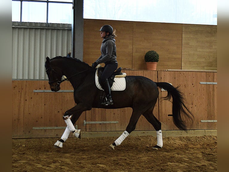 Oldenburgo Caballo castrado 6 años 174 cm Castaño oscuro in Bassum